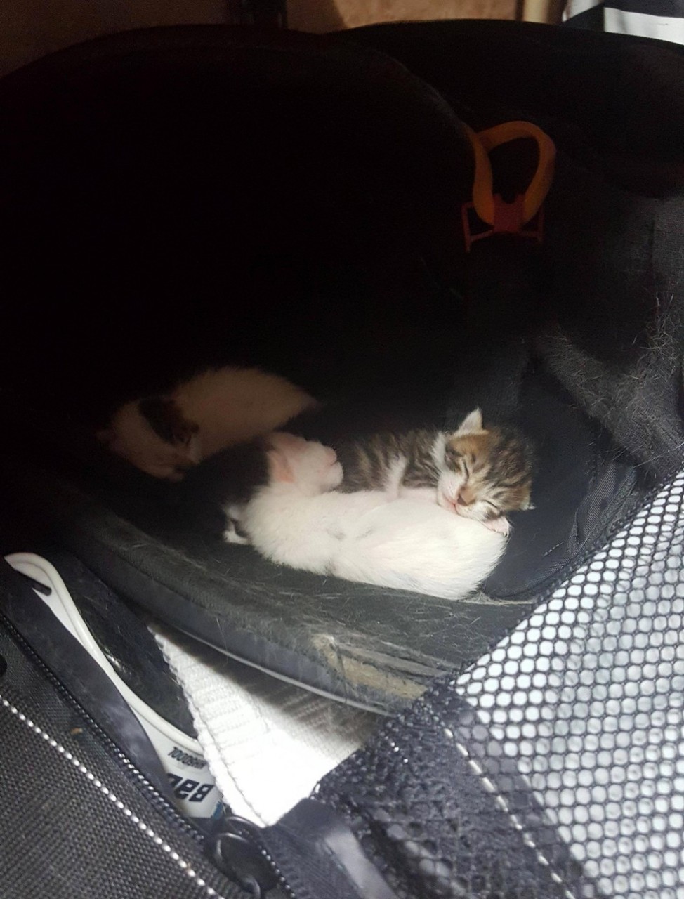 Без кота и жизнь не та