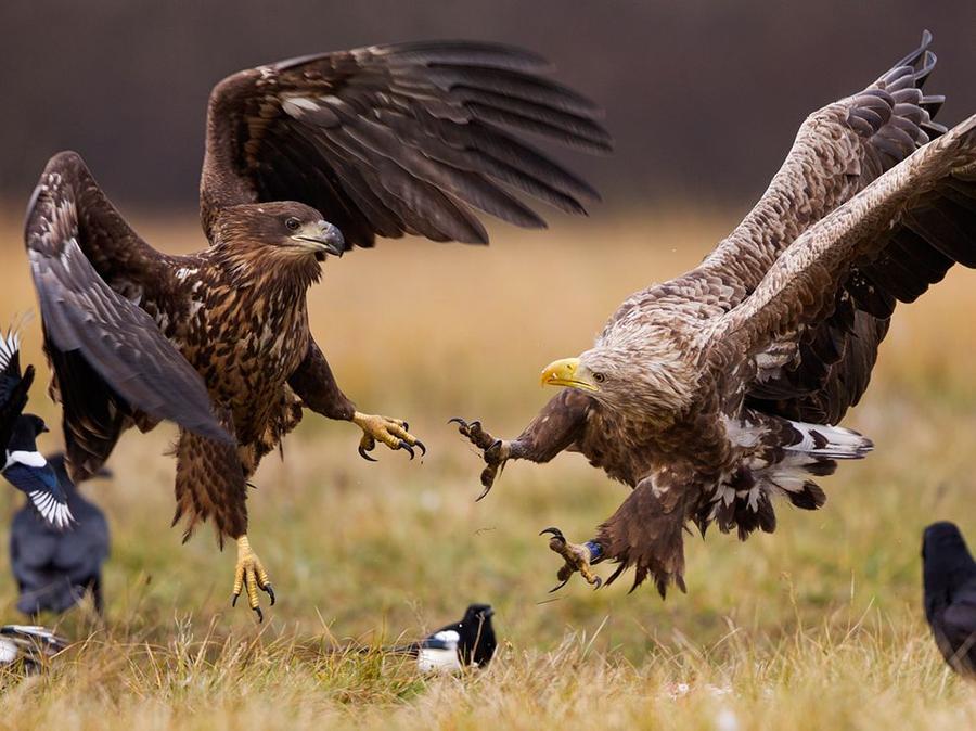 Лучшие фотографии National Geographic этой зимы Лучшие фотографии National Geographic этой зимы