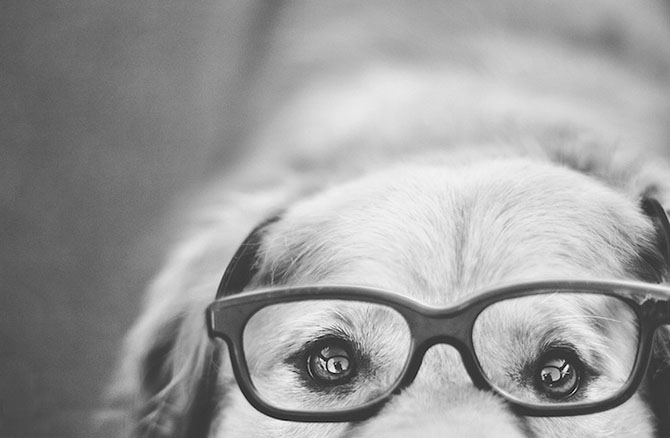 Очаровательные портреты собак фотографа Джессики Трин