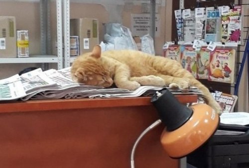 Кот Рыжий — лучший работник месяца в омском филиале "Почты России" Кот Рыжий — лучший работник месяца в омском филиале "Почты России"