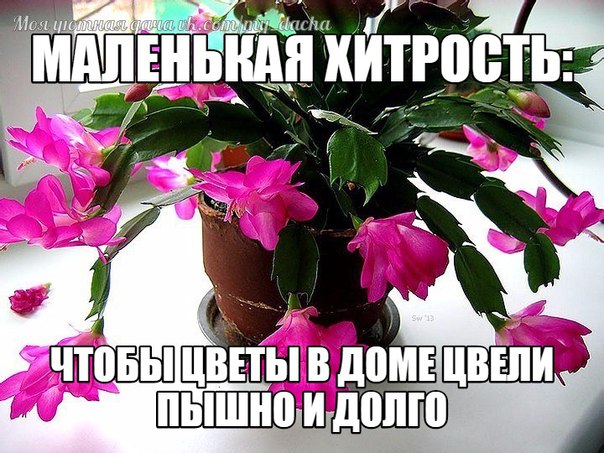 Как сделать чтобы цветок распустился Как сделать чтобы цветок распустился