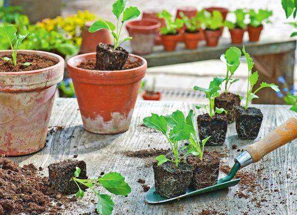 �������� - ���� �� ����� ����������� ������� �������. ��������� ���� ����������� �� ����� ���������� � ��������� ������ � �������� ������ �� ���������� ����� ������� ������.