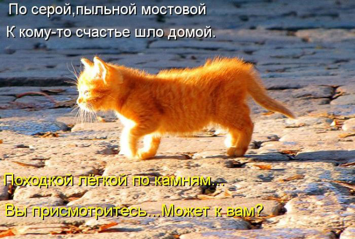 Позитив дня: КОТОПЯТНИЦА Позитив дня: КОТОПЯТНИЦА