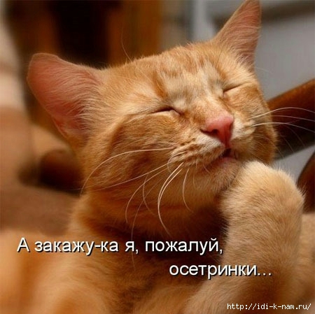 Котоматрицы великолепные, каждая с кусочком тепла, позитива и улыбкой! Котоматрицы великолепные, каждая с кусочком тепла, позитива и улыбкой!