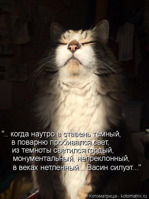 Лучшие котоматрицы за прошедшую неделю)) Лучшие котоматрицы за прошедшую неделю))