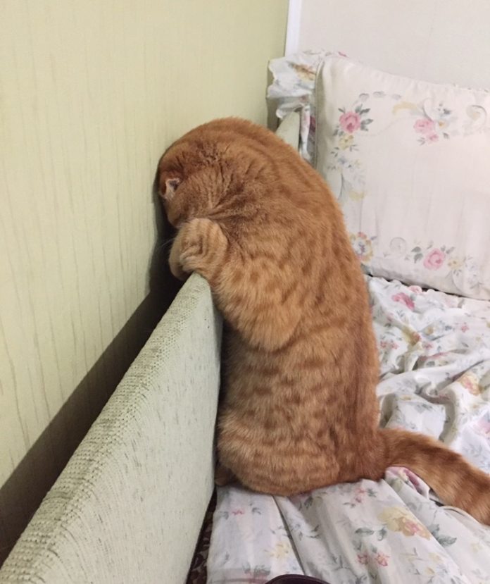Кошка — ранимая душа, она тоже умеет обижаться…