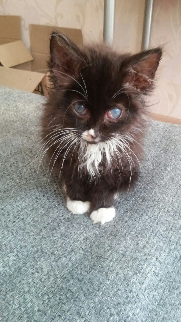 кошка
