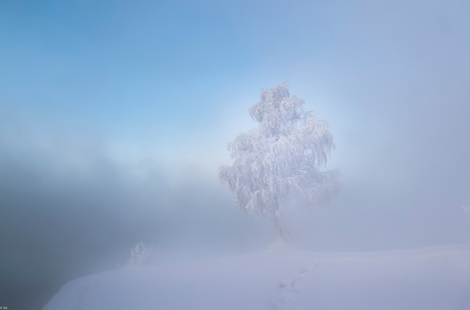 Белая березка