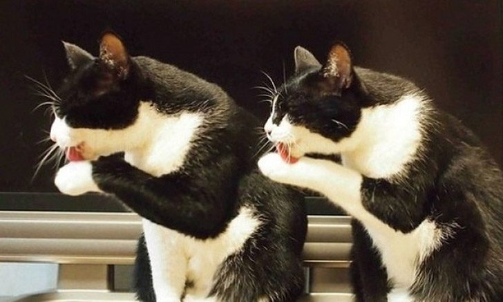 Синхронные коты Синхронные коты