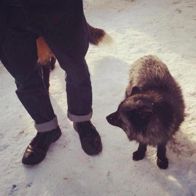 Zao Fox Village, заповедник Zao Fox Village, где можнл поиграть с лисицами, заповедник с лисицами, японский заповедник с лисицами