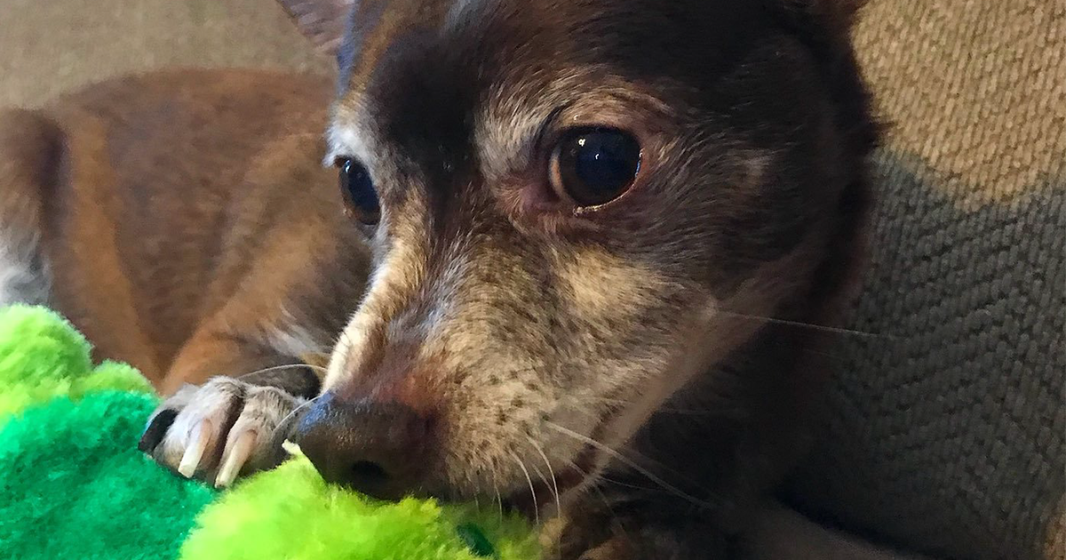 The Internet Comes Together To Find A Discontinued Toy For This Elderly Dog