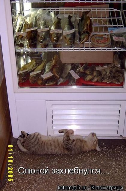 Смешные котоматрицы)) Смешные котоматрицы))