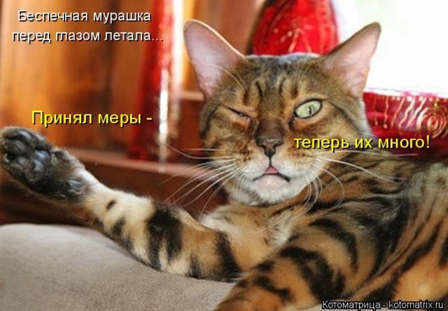 Лучшие котоматрицы за прошедшую неделю)) Лучшие котоматрицы за прошедшую неделю))