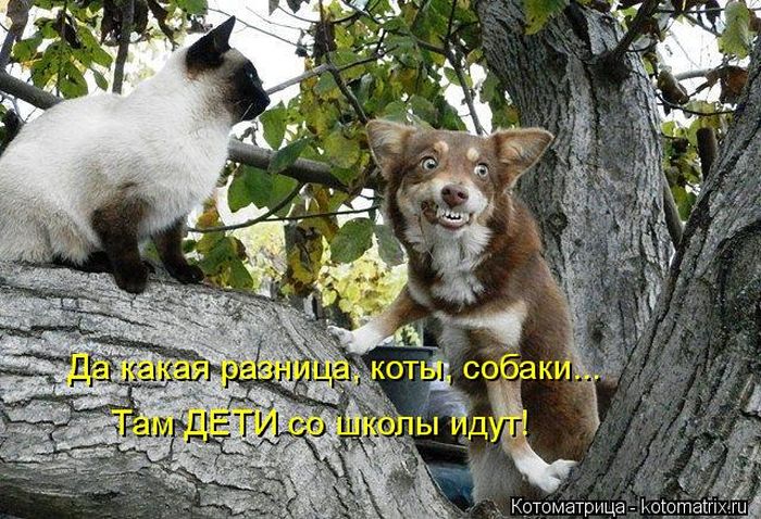 Лучшие котоматрицы за неделю