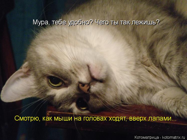 Последняя майская котоматрица