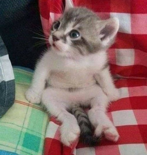 Очаровательные животные, которые подарят улыбку и поднимут настроение (29 фото) Очаровательные животные, которые подарят улыбку и поднимут настроение (29 фото)