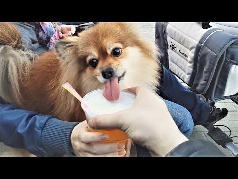 ПРИКОЛЫ ПРО ЖИВОТНЫХ Самые Смешные и Прикольные Видео с Животными ЛУЧШЕЕ ЗА НЕДЕЛЮ 101 MEDIA ПРИКОЛЫ ПРО ЖИВОТНЫХ Самые Смешные и Прикольные Видео с Животными ЛУЧШЕЕ ЗА НЕДЕЛЮ 101 MEDIA