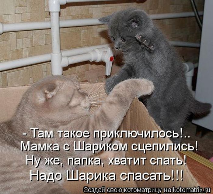 Лучшие котоматрицы за неделю