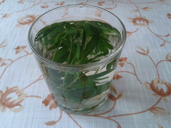 напиток из петрушки для очищения почек