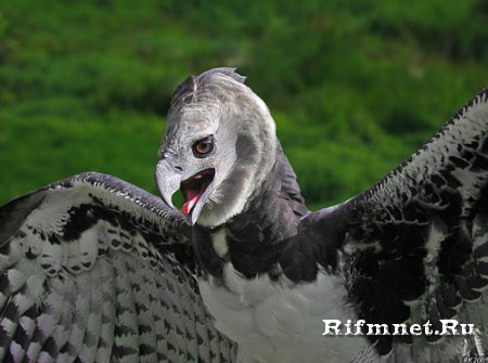 Самая сильная хищная птица на Земле