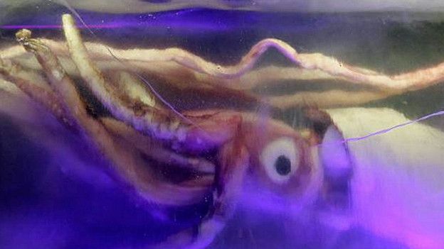 Эти морские твари такие гигантские, что их не может съесть кашалот Эти морские твари такие гигантские, что их не может съесть кашалот