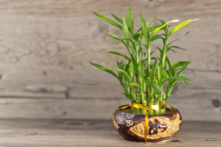 Как выращивать бамбук в домашних условиях: тонкости ухода
