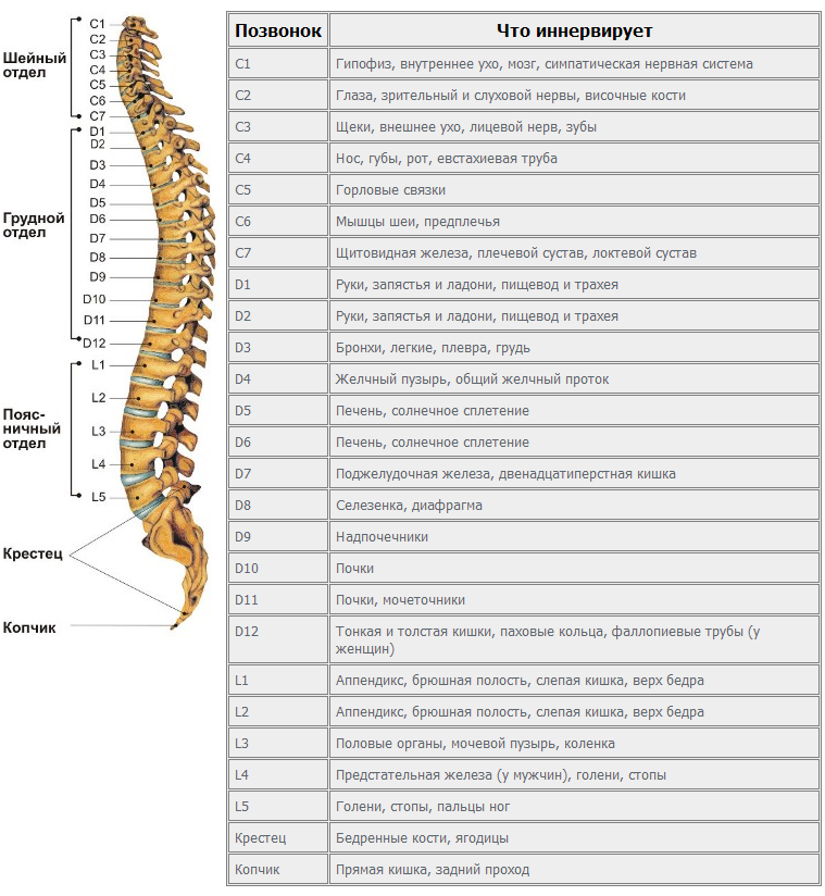 Жалобы при болях отдельных позвонков и что это означает