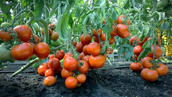 Срочно подкормите этим огурцы и томаты для защиты от болезней и увеличения урожайности!!!