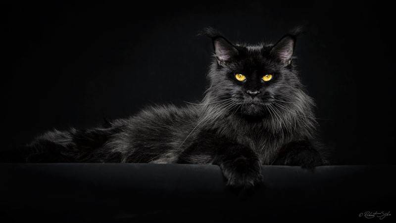 Мэйкуны - фантастические коты. Словно лев в миниатюре! Мэйкуны - фантастические коты. Словно лев в миниатюре!