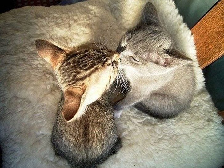 Синхронные коты Синхронные коты