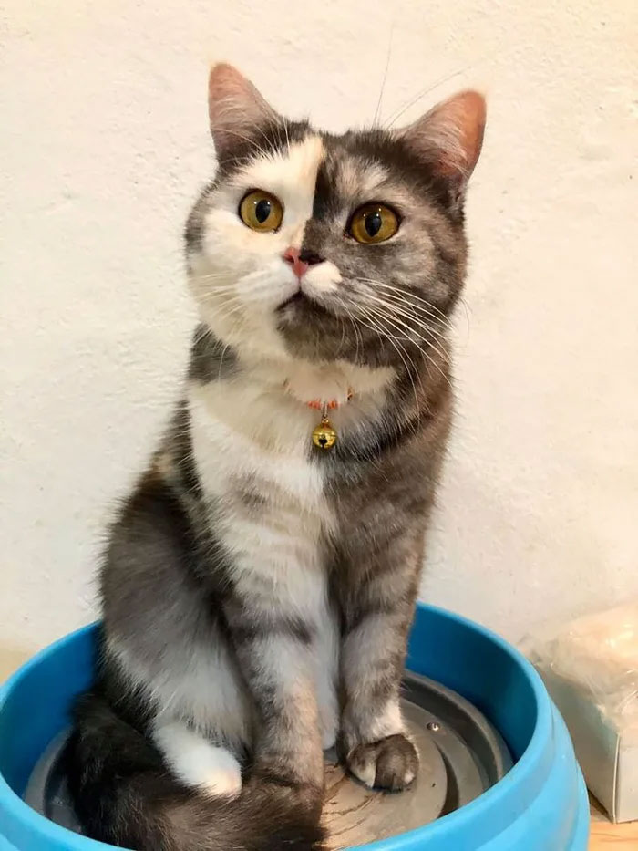 Кошка кажется нарисованной, но она настоящая и обожает туалетную бумагу