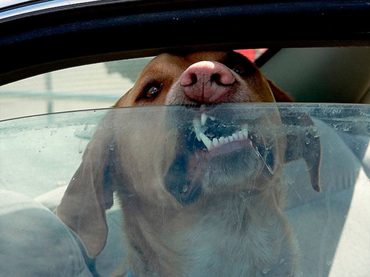 Картинки по запросу perro encerrado en el coche