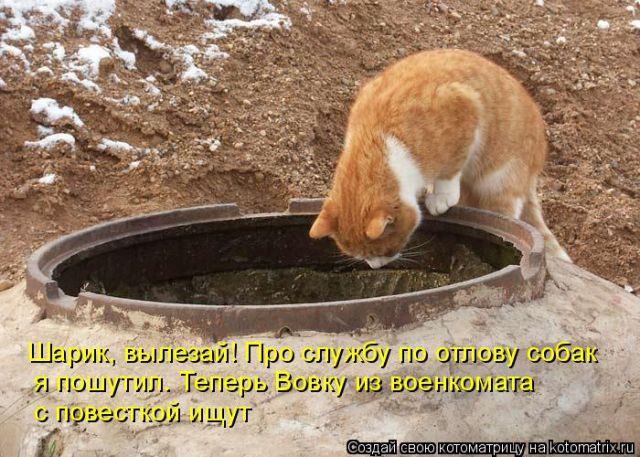 Смешные котоматрицы)) Смешные котоматрицы))