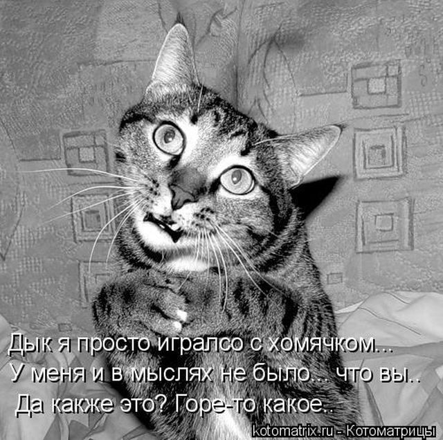 Смешные котоматрицы)) Смешные котоматрицы))