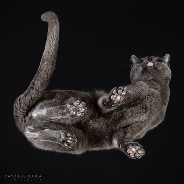 Обратная сторона кота Обратная сторона кота