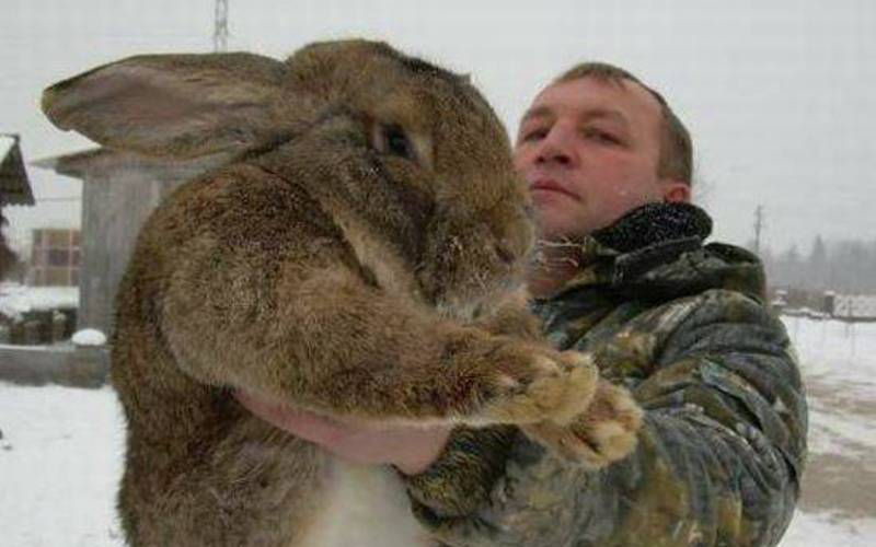 Зомбокроль