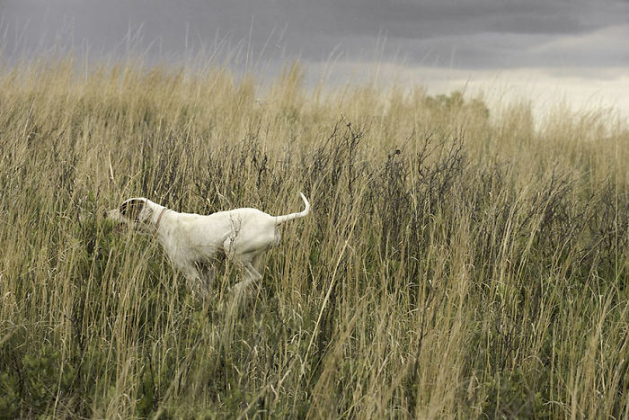 Susie, 12 Years Old, Fargo, Oklahoma