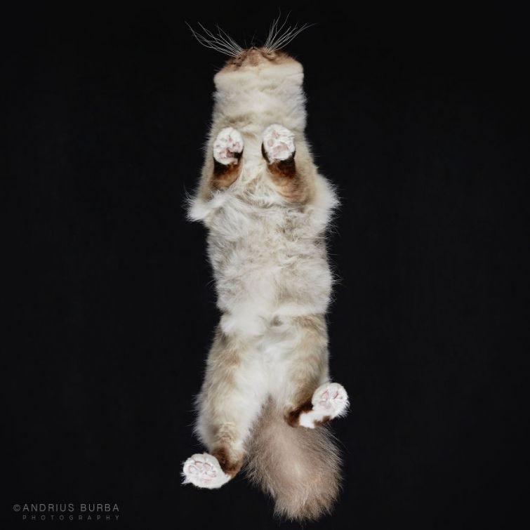 Обратная сторона кота Обратная сторона кота