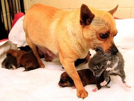 Кошки и собаки. Враги или друзья? животные, коты, кошки и собаки, прикол