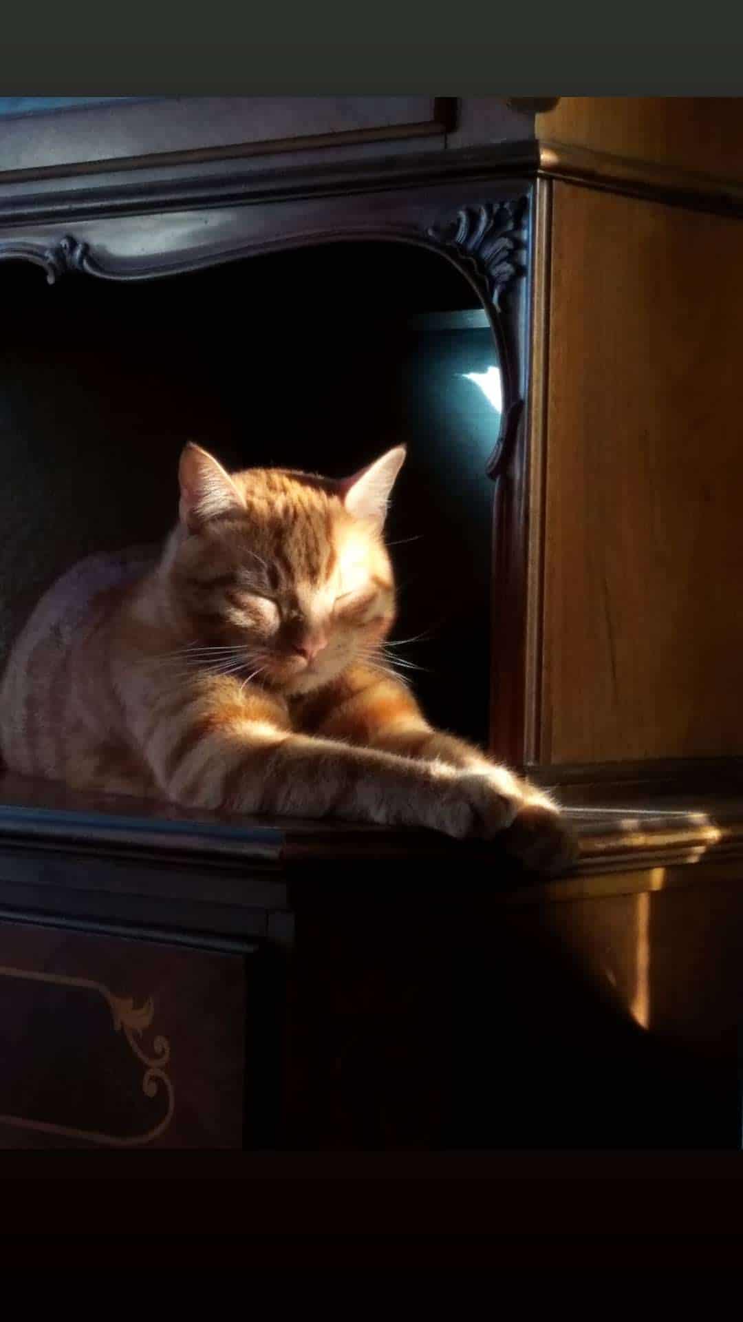дом для котенка кот на солнце