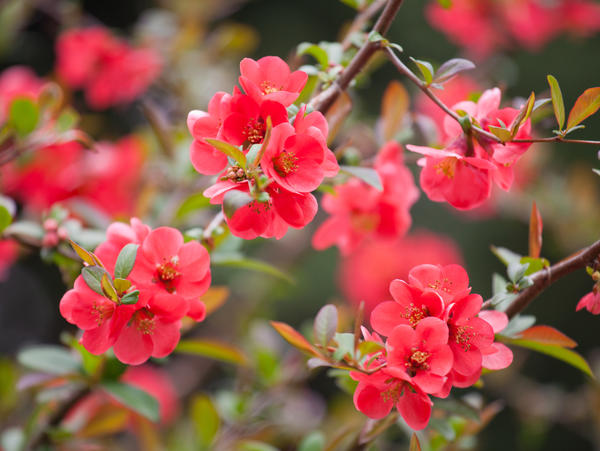   (Chaenomeles japonica)