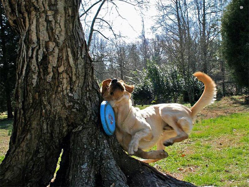 Собачьи неудачи - Собака врезается в дерево 