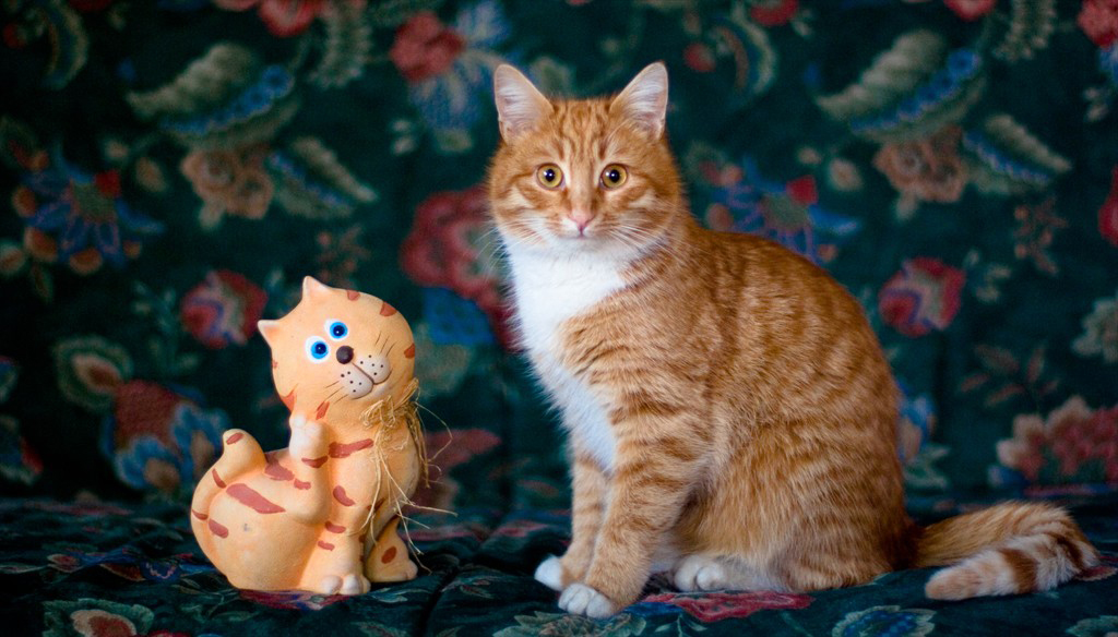 NewPix.ru - Отношения человека и кошки. Красивые фотографии кошек