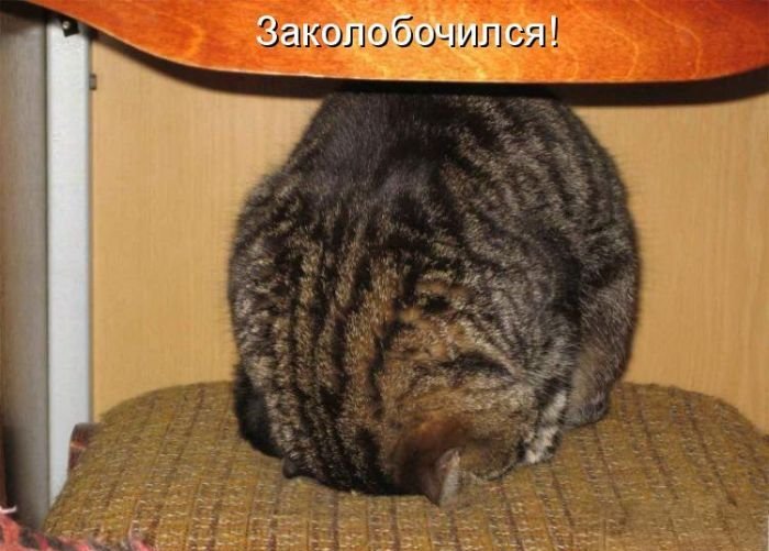 Котоматрица. Часть 2. (45 фото)