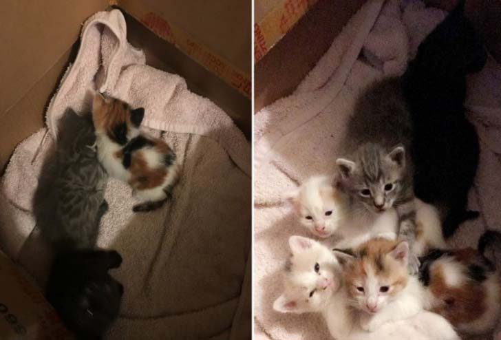 Наша кошка подобрала брошенных котят и принесла домой, а потом… Наша кошка подобрала брошенных котят и принесла домой, а потом…