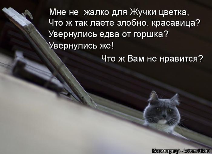 Лучшие котоматрицы недели (49 фото) Забавный котопост