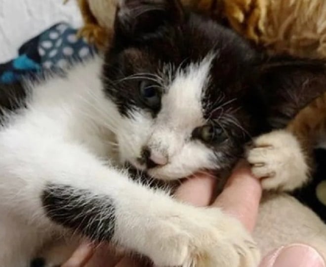 Котенок держится за пальцы Котенок обнимается