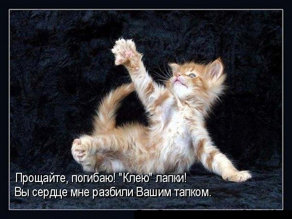 Котоматрица (81 фото)