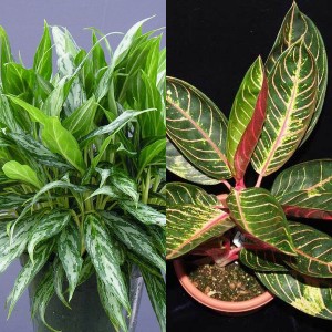 http://lovgarden.ru/wp-content/uploads/2015/06/aglaonema-16-300x300.jpg