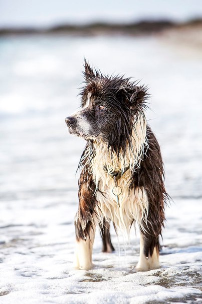 СОБАКА ВЕРНУЛАСЬ К ХОЗЯИНУ ПОСЛЕ СЕМИ ЛЕТ СКИТАНИЙ